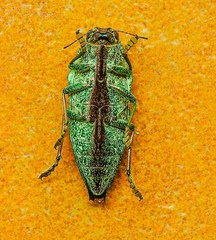 Psiloptera attenuata