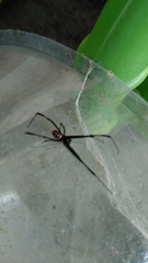 Latrodectus mactans