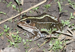 Pelophylax nigromaculatus