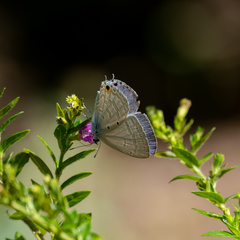 Catochrysops