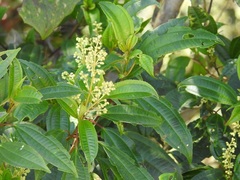 Miconia glaberrima