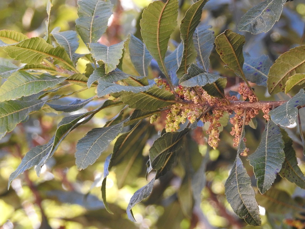Morella lindeniana