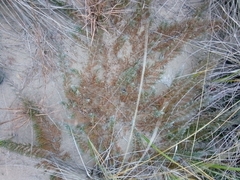 Juniperus horizontalis