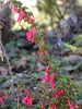 Small Leaf Fuchsia - Photo (c) Neptalí Ramírez Marcial, some rights reserved (CC BY), uploaded by Neptalí Ramírez Marcial