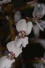 Stylidium diversifolium