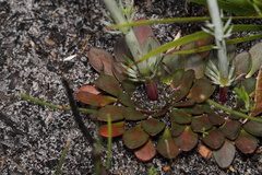 Stylidium diversifolium