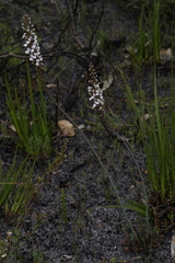 Stylidium diversifolium