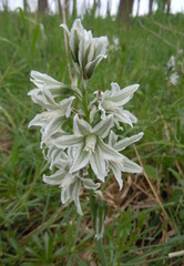Ornithogalum boucheanum