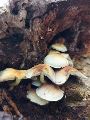 Hypholoma fasciculare