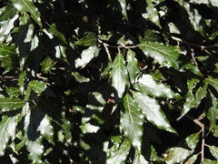 Quercus ocoteifolia