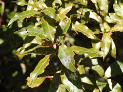 Quercus ocoteifolia