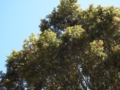 Quercus ocoteifolia
