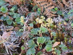 Alchemilla pectinata