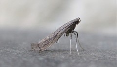 Caloptilia hypericella