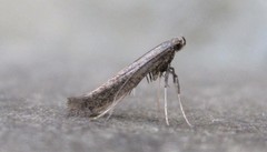Caloptilia hypericella