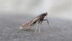 Caloptilia hypericella