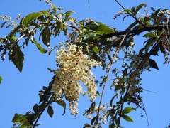 Holodiscus argenteus