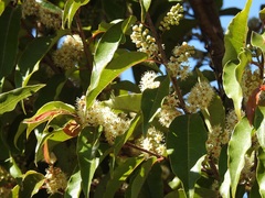 Prunus tuberculata