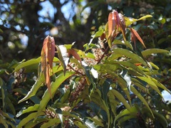 Prunus tuberculata