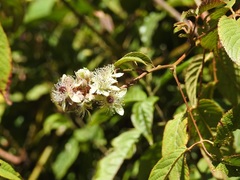Rubus coriifolius