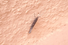 Plutellidae