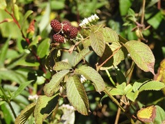 Rubus coriifolius