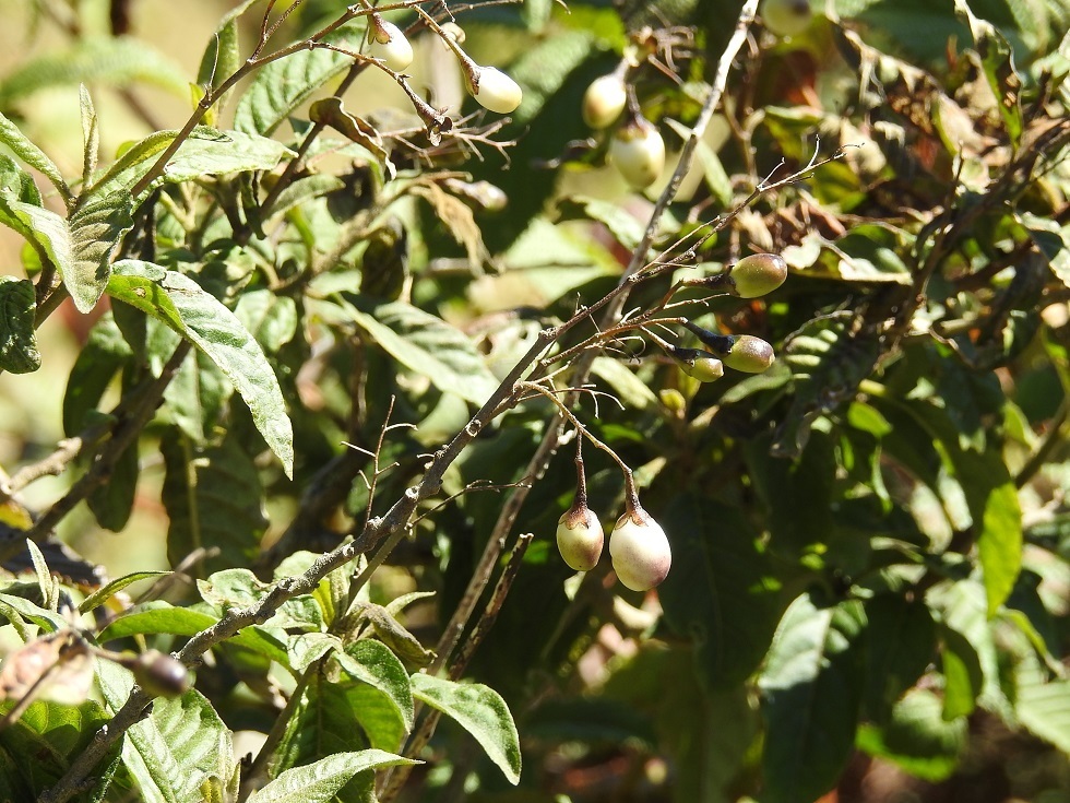 Cestrum aurantiacum, Chamula, Chis., México