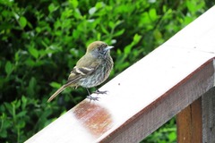 Knipolegus cyanirostris