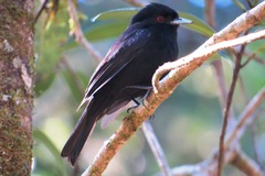 Knipolegus cyanirostris