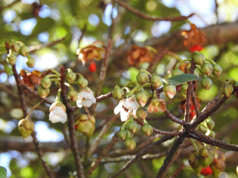 Flor de tila (Plantas notables de Malinalco) · iNaturalist