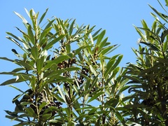 Drimys granadensis