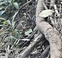 Bothrops moojeni