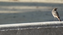 Phoenicurus ochruros