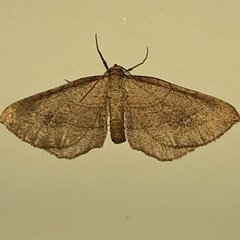 Coenocalpe millierata