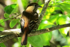 Knipolegus cyanirostris