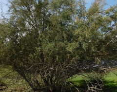 Tamarix africana