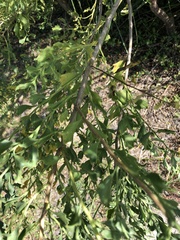 Baccharis halimifolia image