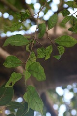 Ficus tinctoria gibbosa