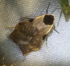 Macaduma costimacula