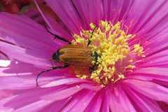 Phyllotocus rufipennis