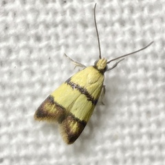 Heteroteucha translatella