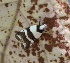 Eulechria triferella