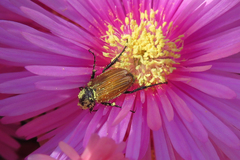 Phyllotocus rufipennis