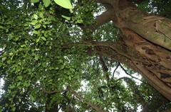 Ficus tinctoria gibbosa