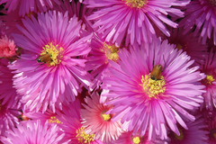 Phyllotocus rufipennis