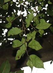 Ficus tinctoria gibbosa
