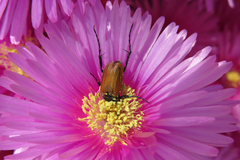 Phyllotocus rufipennis