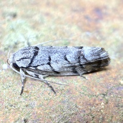 Lichenaula onychodes