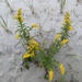 Northern Seaside Goldenrod - Photo (c) barnabyblack, some rights reserved (CC BY-NC)