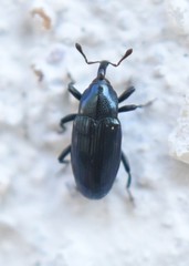 Aulacobaris